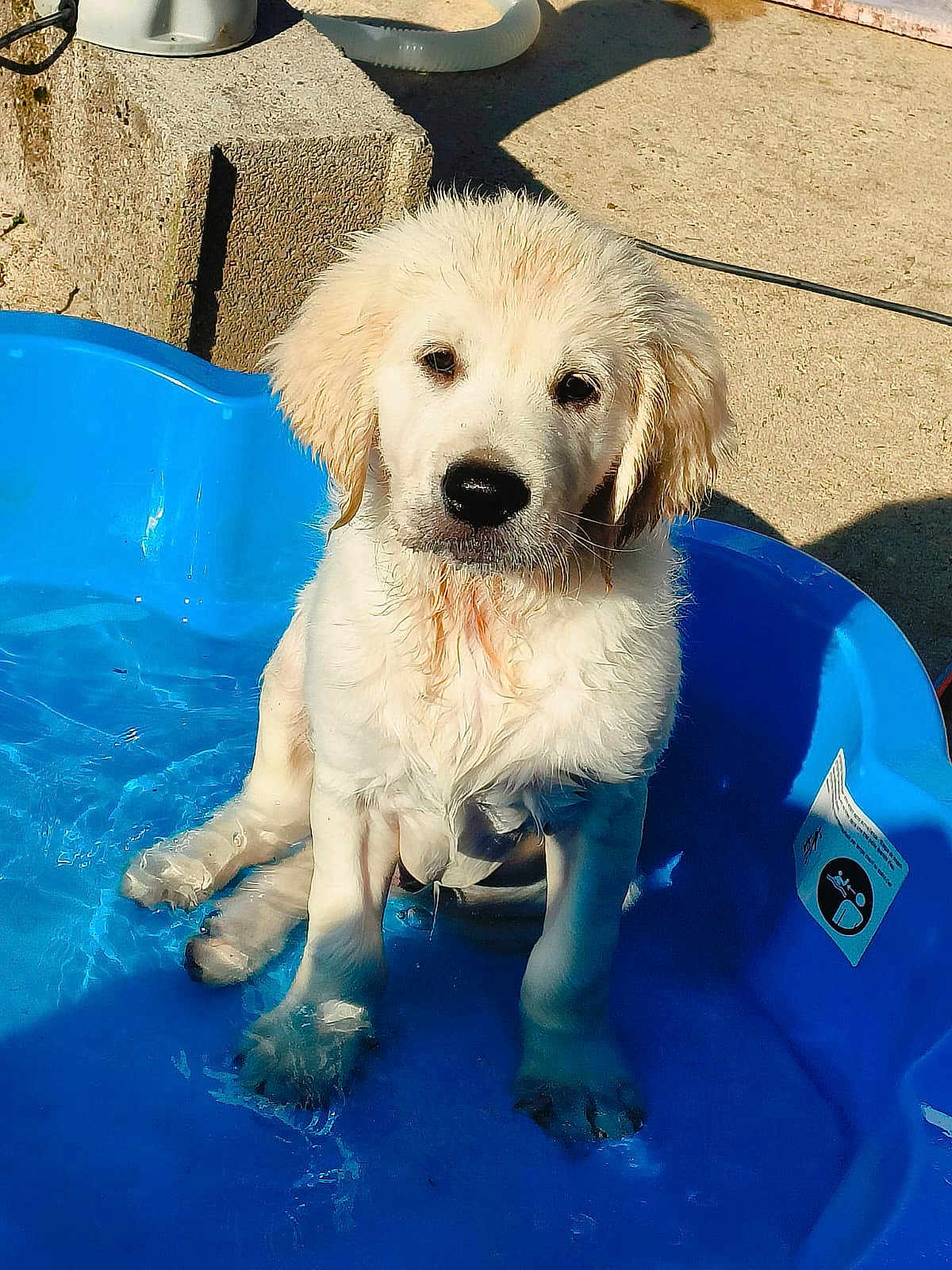 Chase a rejoint le concours — aidez-le/la à gagner de superbes lots ! puppy, dog, golden_retriever, water, blue_pool, wet_fur, outdoor, sunlight, concrete, shadow, pet, animal, sitting, cute, young_dog, summer, playful, adorable, canine, pool