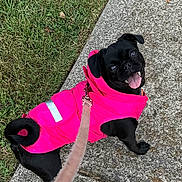 Roxy joined the competition — help win amazing prizes! dog, pug, black_dog, pet, canine, leash, pink_jacket, clothing, outdoor, sidewalk, grass, happy, tongue_out, small_dog, curled_tail, cute, walk, animal, friendly, companion