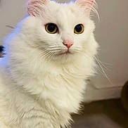 Maya is registered to the contest to win money with this photo: cat, white_cat, fluffy, close_up, indoor, pet, whiskers, yellow_eyes, fur, cute, animal, mammal, portrait, face, ears, soft, domestic_cat, feline, looking_away, background_blur