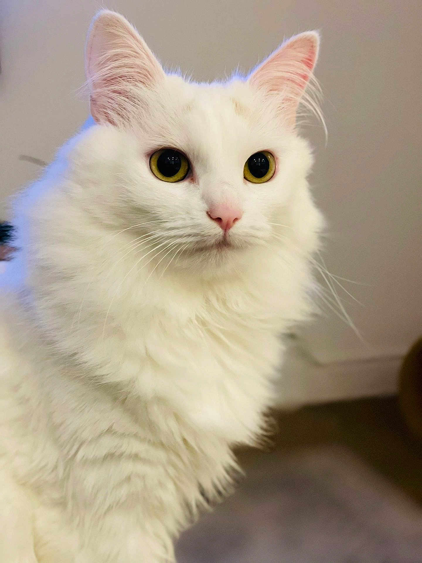 Maya