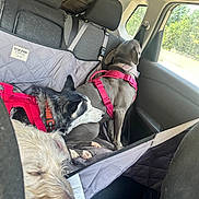 Lyla joined the competition — help win amazing prizes! dog, car_interior, backseat, harness, window, seatbelt, resting, sleeping, gray_dog, black_and_white_dog, light_brown_dog, pet, travel, road_trip, vehicle, fur, collar, seat_cover, sunlight, relaxing