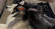 Lyla is registered to the contest to win money with this photo: animal, blanket, collar, companion, couch, cozy, dog, domestic_animal, friendship, fur, home, husky, indoor, pet, relaxation, resting, side_view, sleeping, toy, wooden_floor