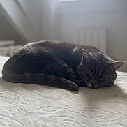 Minou participe au concours pour gagner de l'argent avec cette photo : cat, sleeping, indoor, pet, fur, window, natural_light, bed, cozy, quiet, resting, animal, domestic, whiskers, tail, soft, peaceful, feline, texture, daylight