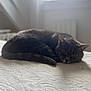 cat, sleeping, indoor, pet, fur, window, natural_light, bed, cozy, quiet, resting, animal, domestic, whiskers, tail, soft, peaceful, feline, texture, daylight