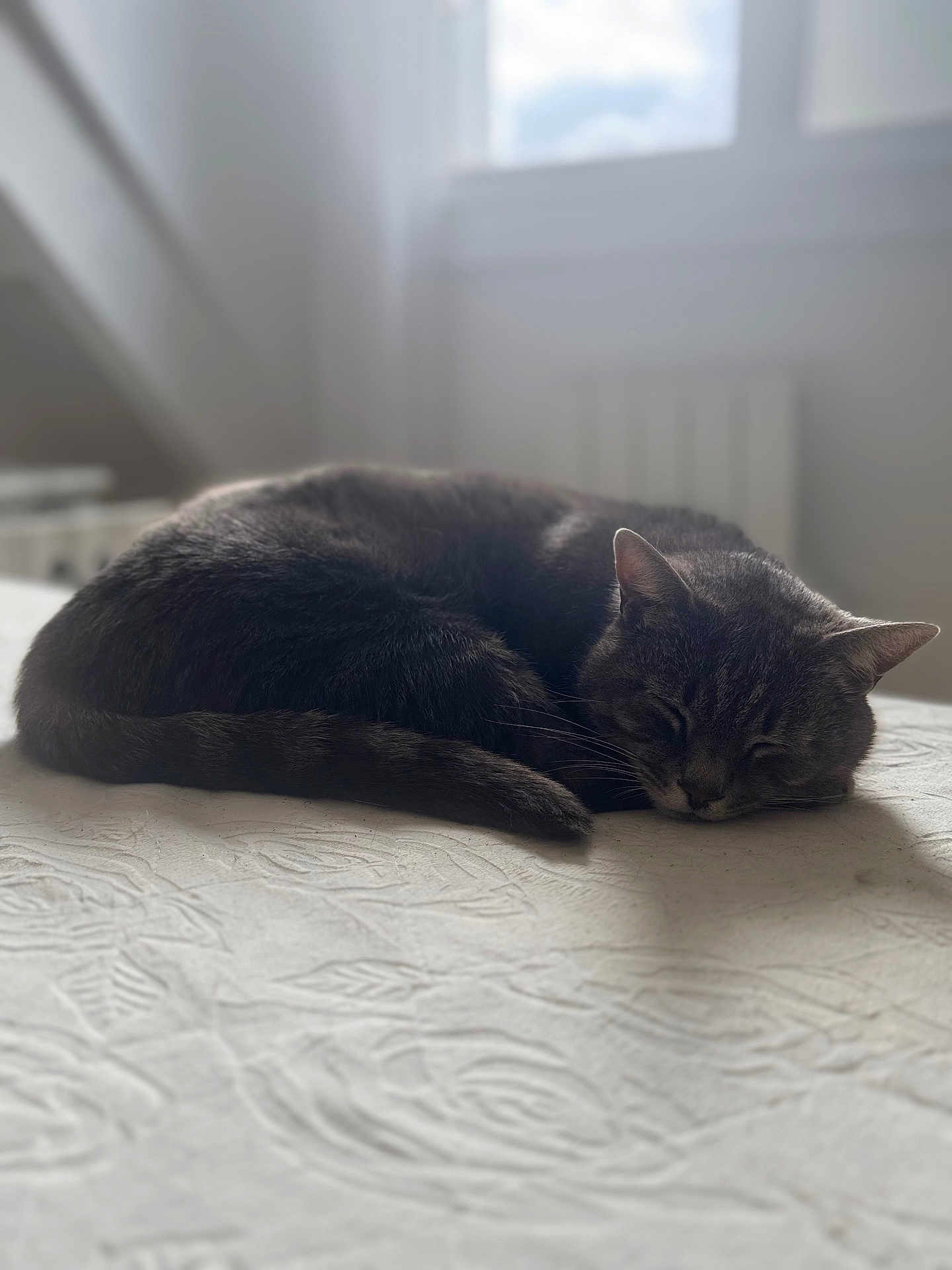 Minou participe au concours pour gagner de l'argent avec cette photo : cat, sleeping, indoor, pet, fur, window, natural_light, bed, cozy, quiet, resting, animal, domestic, whiskers, tail, soft, peaceful, feline, texture, daylight