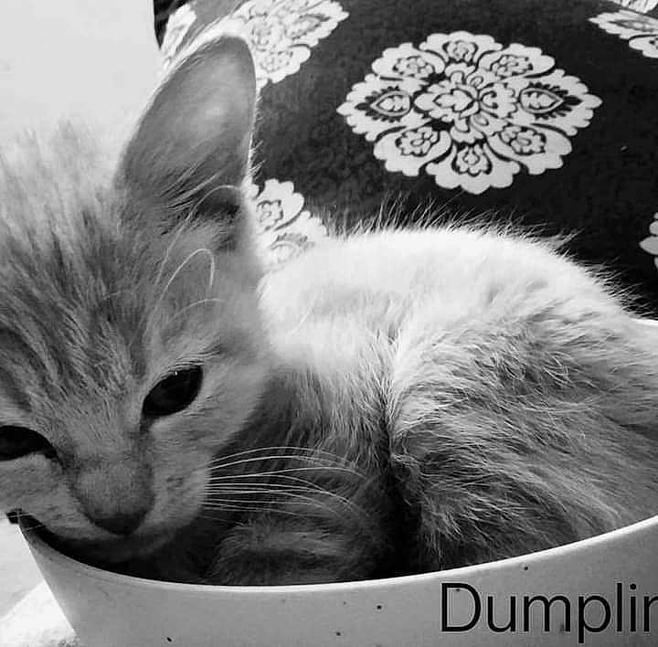 Dumpling