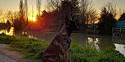 Rafale a rejoint le concours — aidez-le/la à gagner de superbes lots ! dog, sunset, river, water, grass, trees, path, nature, outdoor, leash, reflection, sky, sun, quiet, peaceful, canine, landscape, evening, silhouette, animal