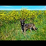Rafale a rejoint le concours — aidez-le/la à gagner de superbes lots ! dog, brindle, canine, animal, grass, yellow_flowers, field, nature, outdoor, sky, sunny, happy, alert, leash, collar, ears_up, standing, greenery, spring, daytime