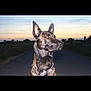 alert, animal, brown, canine, collar, dog, ears, evening, landscape, mammal, nature, outdoor, pet, profile, quiet, road, silhouette, sky, sunset, watchful
