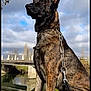 Rafale participe au concours pour gagner de l'argent avec cette photo : dog, brindle, canine, leash, outdoor, river, bridge, wood, sky, cloudy, tree, nature, pet, animal, sitting, alert, portrait, daylight, grass, water