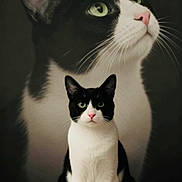 Hans is registered to the contest to win money with this photo: animal, background, black_and_white, calm, cat, close_up, cute, domestic_cat, dramatic_lighting, feline, focused, green_eyes, indoor, large_face, pet, pink_nose, portrait, sitting, whiskers, wooden_surface