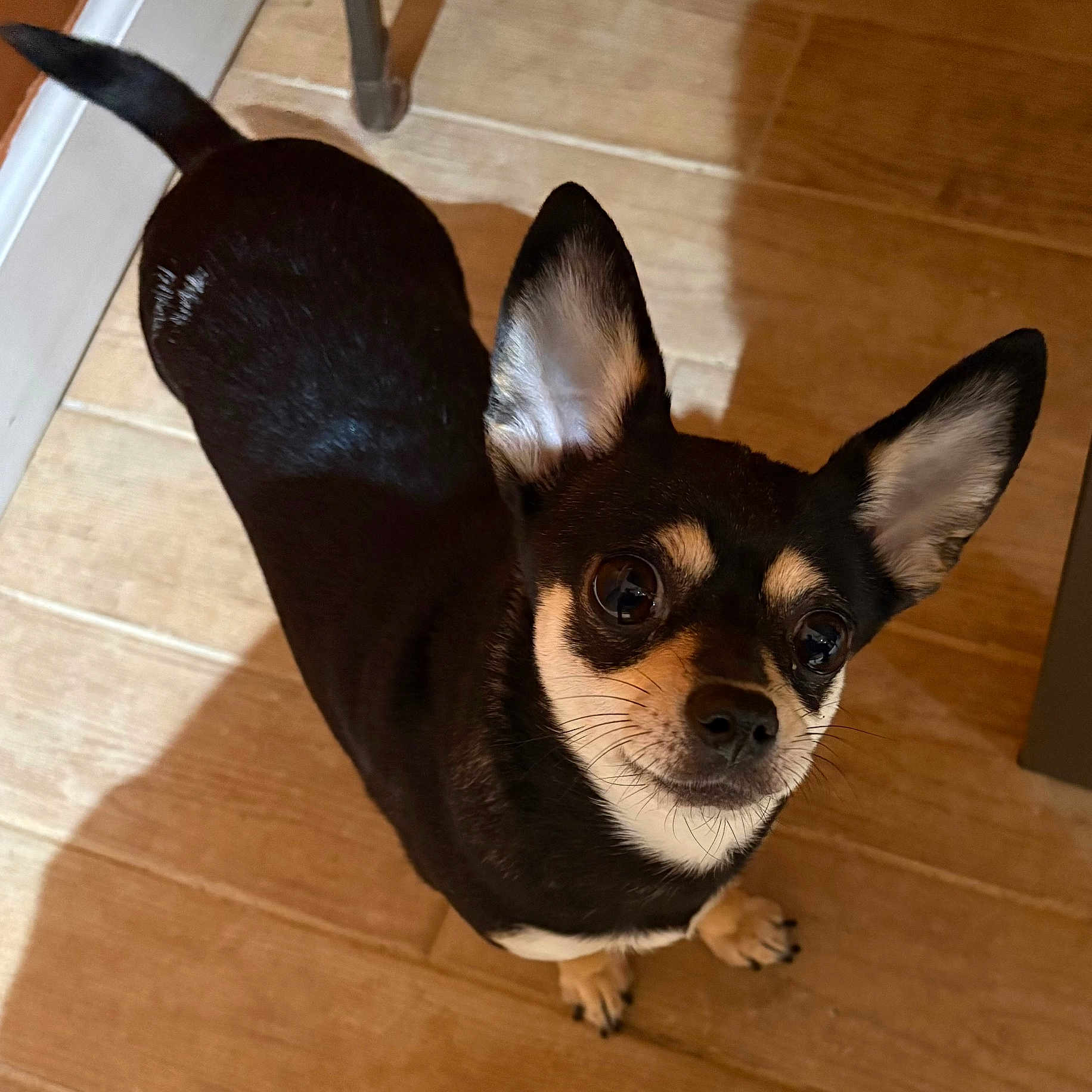 Babybooboo is registered to the contest to win money with this photo: alert, animal, black_dog, canine, companion, curious_eyes, cute, dog, domestic, friendly, indoor, large_ears, looking_up, pet, shadow, short_hair, small_dog, standing, tan_markings, wooden_floor