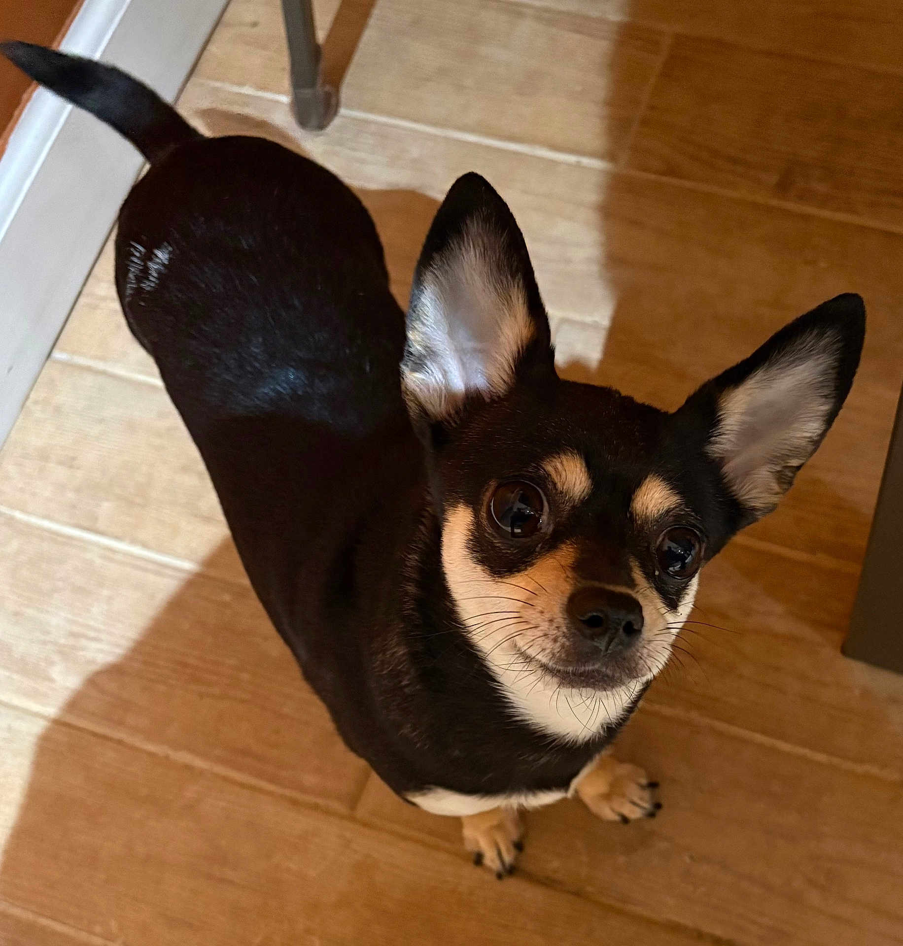 Babybooboo is registered to the contest to win money with this photo: dog, small_dog, black_dog, tan_markings, large_ears, curious_eyes, looking_up, wooden_floor, shadow, indoor, pet, canine, short_hair, cute, companion, animal, domestic, friendly, alert, standing