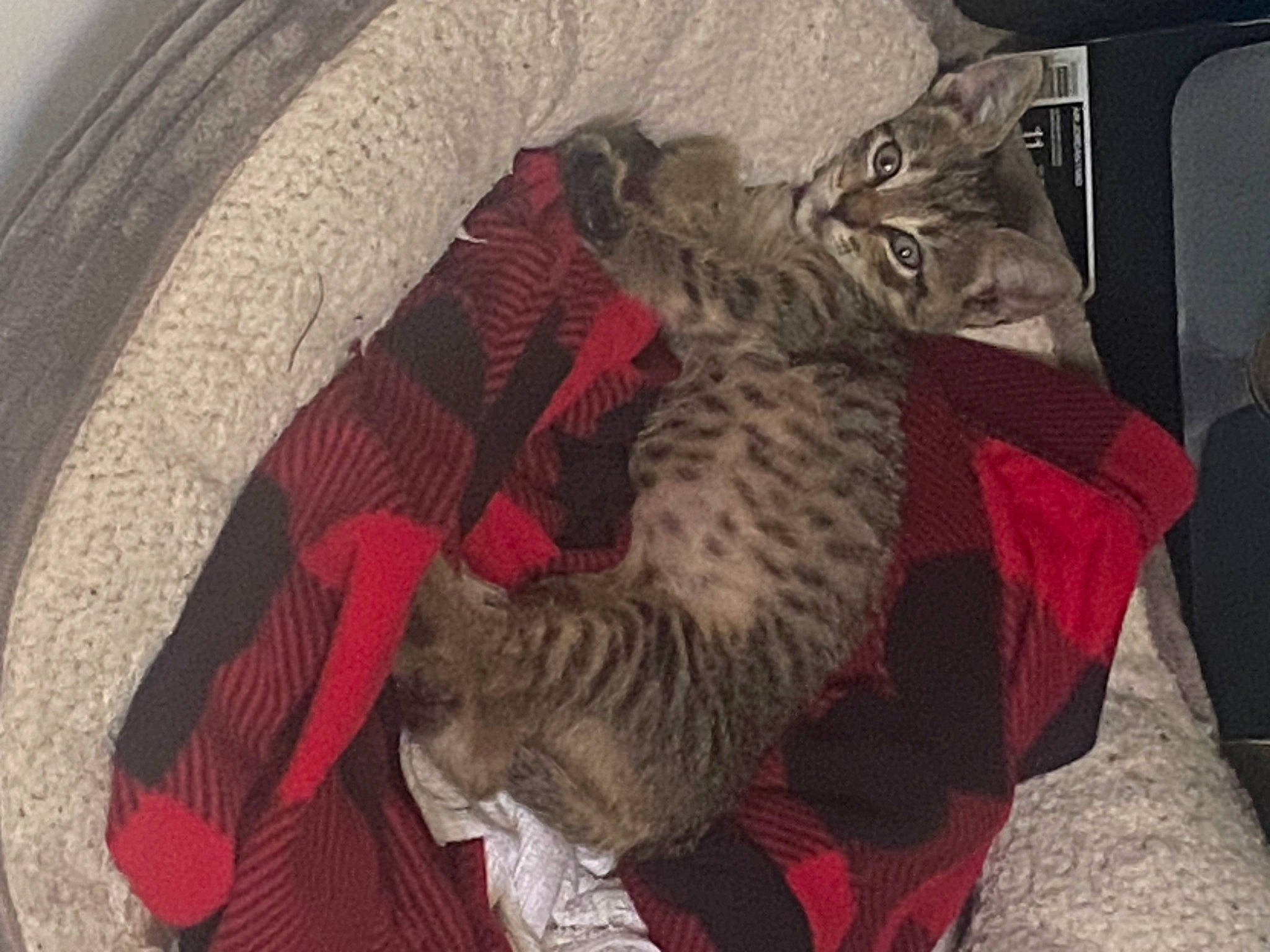 Tori is registered to the contest to win money with this photo: automotive_tire, bag, carmine, carnivore, cat, circle, claw, comfort, domestic_short_haired_cat, felidae, fur, grey, linens, nap, pattern, paw, room, small_to_medium_sized_cats, tail, whiskers