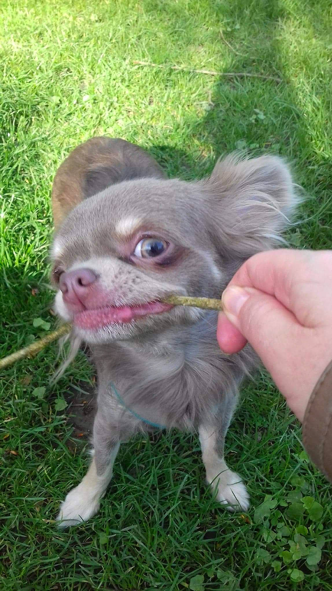 Kismy participe au concours pour gagner de l'argent avec cette photo : canidae, carnivore, companion_dog, dog, dog_breed, fawn, fur, grass, liver, plant, puppy, snout, sporting_group, terrestrial_animal, toy_dog, whiskers, working_animal