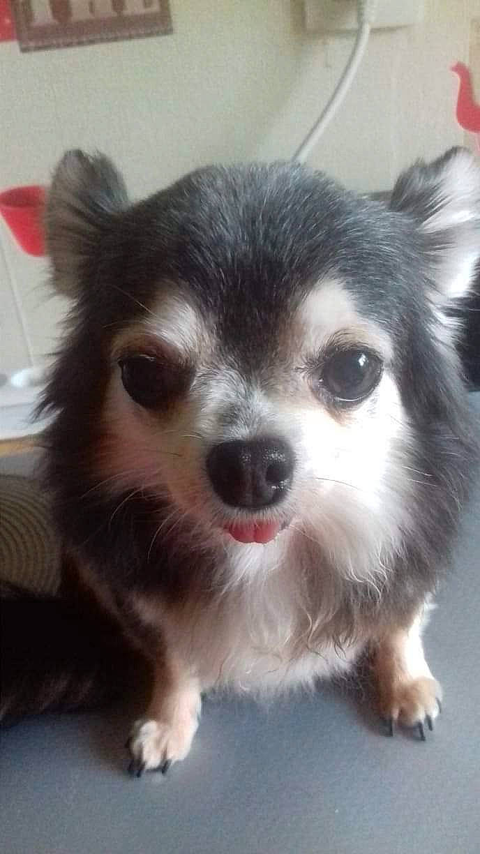 Mickey a rejoint le concours — aidez-le/la à gagner de superbes lots ! ancient_dog_breeds, canidae, carnivore, companion_dog, corgi_chihuahua, dog, dog_breed, dog_supply, fur, german_spitz, non_sporting_group, puppy, snout, sporting_group, terrestrial_animal, toy_dog, volpino_italiano, whiskers, working_animal, working_dog