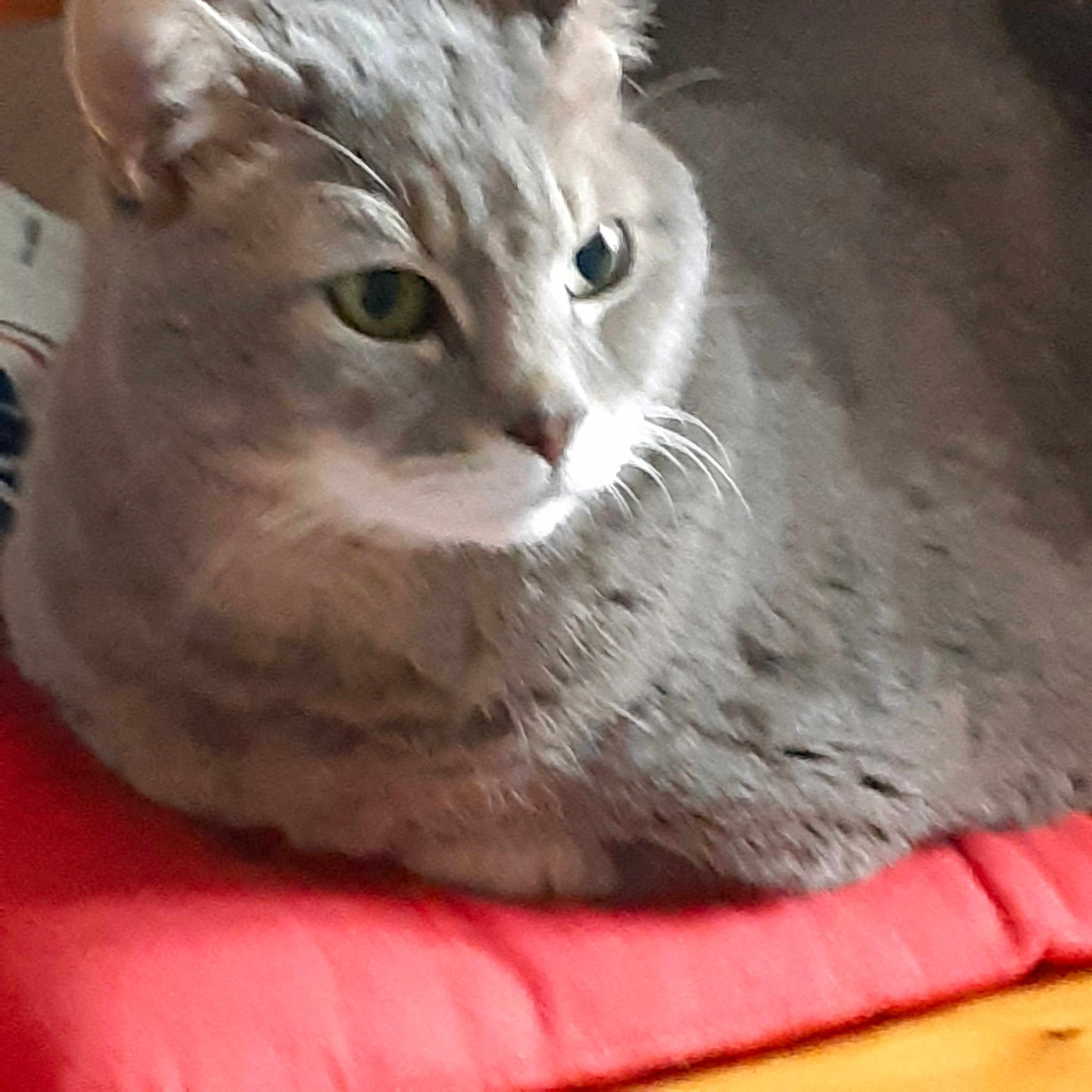 Kiki