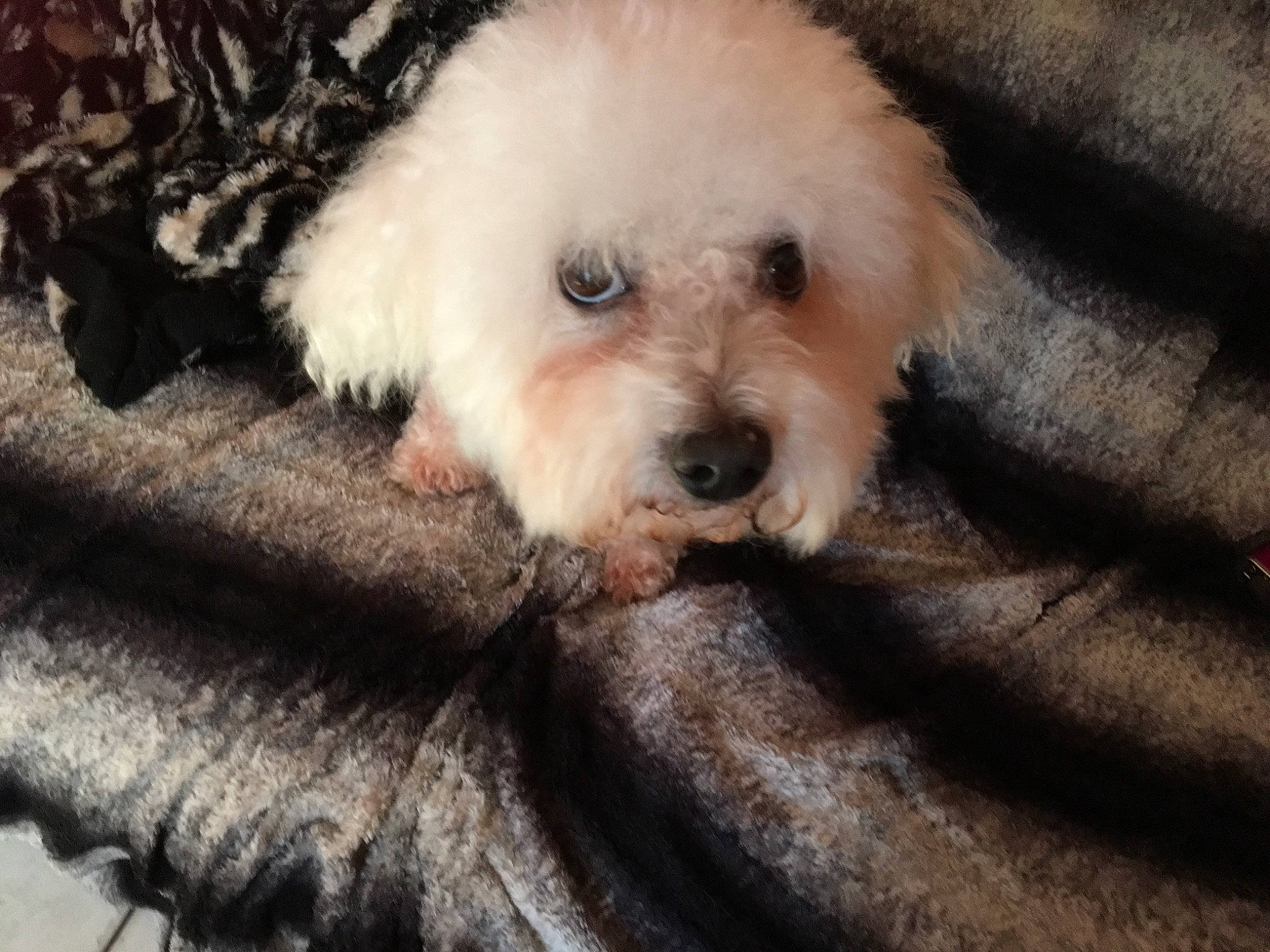 Droopy a rejoint le concours — aidez-le/la à gagner de superbes lots ! canidae, carnivore, cockapoo, companion_dog, dog, dog_breed, fur, goldendoodle, labradoodle, poodle, poodle_crossbreed, puppy_love, shih_poo, small_terrier, sporting_group, terrier, toy_dog, water_dog, working_animal, yorkipoo