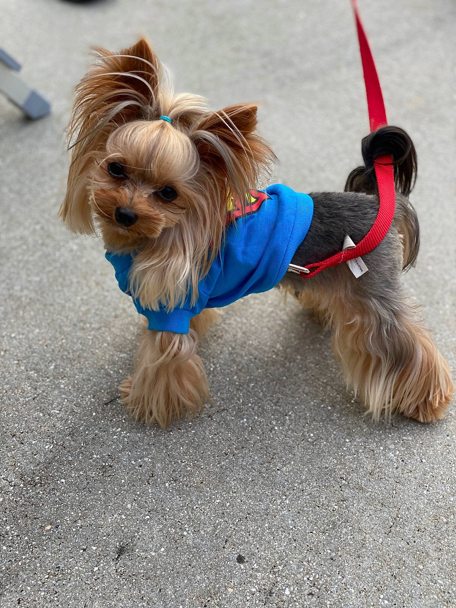 Boudreaux joined the competition — help win amazing prizes! australian_silky_terrier, biewer_terrier, canidae, carnivore, chinese_imperial_dog, companion_dog, dog, dog_breed, dog_clothes, dog_supply, fawn, leash, mammal, morkie, puppy, rare_breed_dog, terrier, toy_dog, yorkshire_terrier