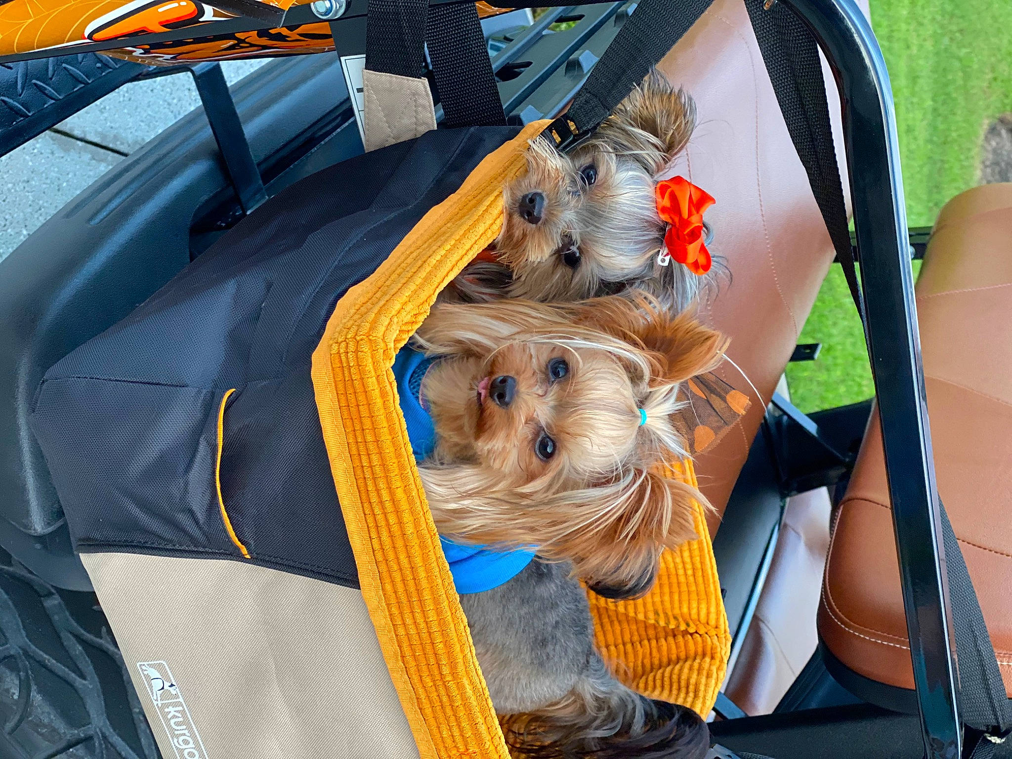 Boudreaux joined the competition — help win amazing prizes! australian_terrier, cairn_terrier, canidae, carnivore, companion_dog, dog, dog_breed, fawn, norwich_terrier, puppy, rare_breed_dog, small_terrier, sporting_group, terrier, toy_dog, yorkshire_terrier