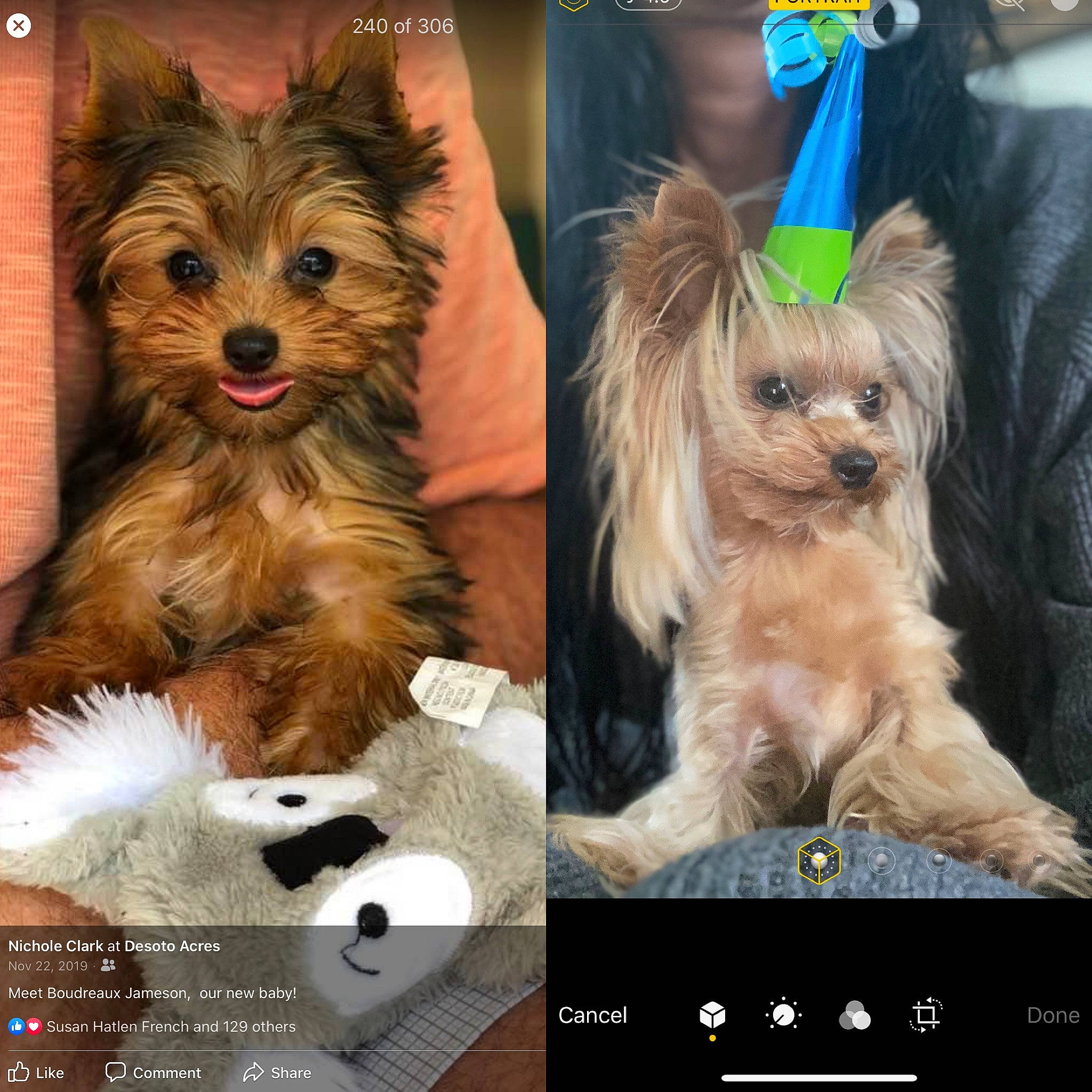 Boudreaux joined the competition — help win amazing prizes! ancient_dog_breeds, australian_silky_terrier, biewer_terrier, cairn_terrier, canidae, carnivore, companion_dog, dog, dog_breed, fawn, mammal, morkie, puppy, puppy_love, rare_breed_dog, small_terrier, terrier, toy_dog, yorkipoo, yorkshire_terrier