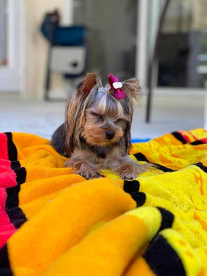Jessi is registered to the contest to win money with this photo: australian_silky_terrier, biewer_terrier, canidae, carnivore, companion_dog, dog, dog_breed, dog_clothes, morkie, puppy, small_terrier, snout, terrier, toy_dog, yorkshire_terrier