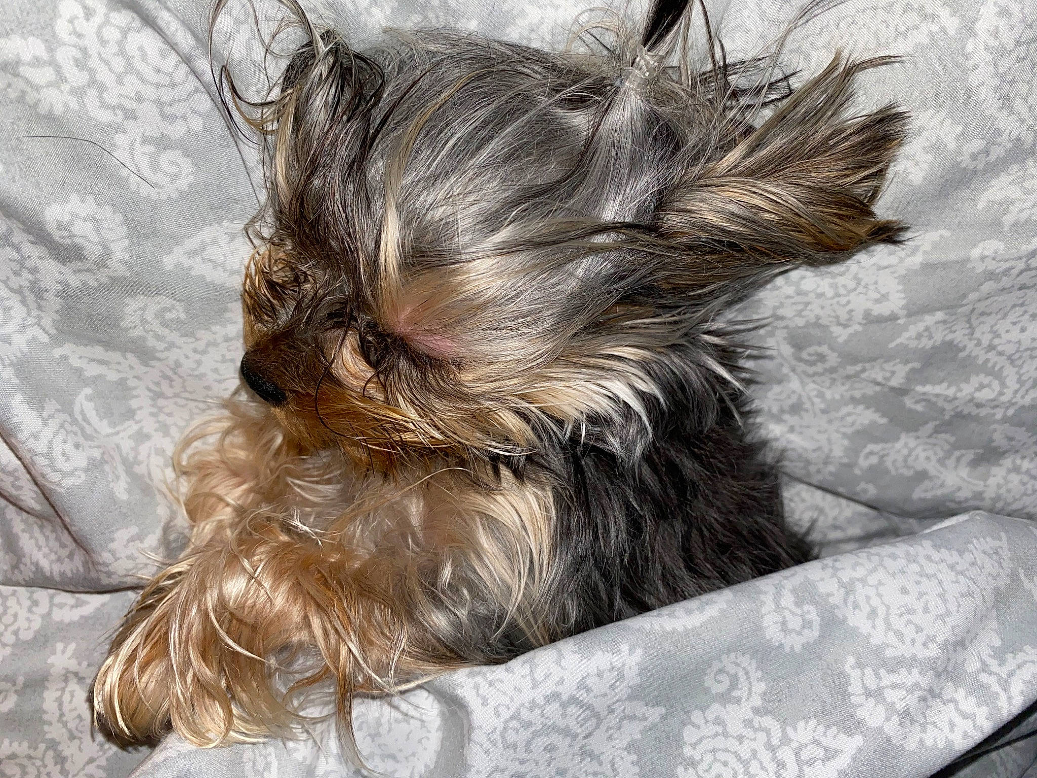 Jessi is registered to the contest to win money with this photo: affenpinscher, australian_silky_terrier, biewer_terrier, bolonka, cairn_terrier, canidae, carnivore, companion_dog, dog, dog_breed, ear, liver, puppy, rare_breed_dog, small_terrier, snout, sporting_group, terrier, toy_dog, yorkshire_terrier