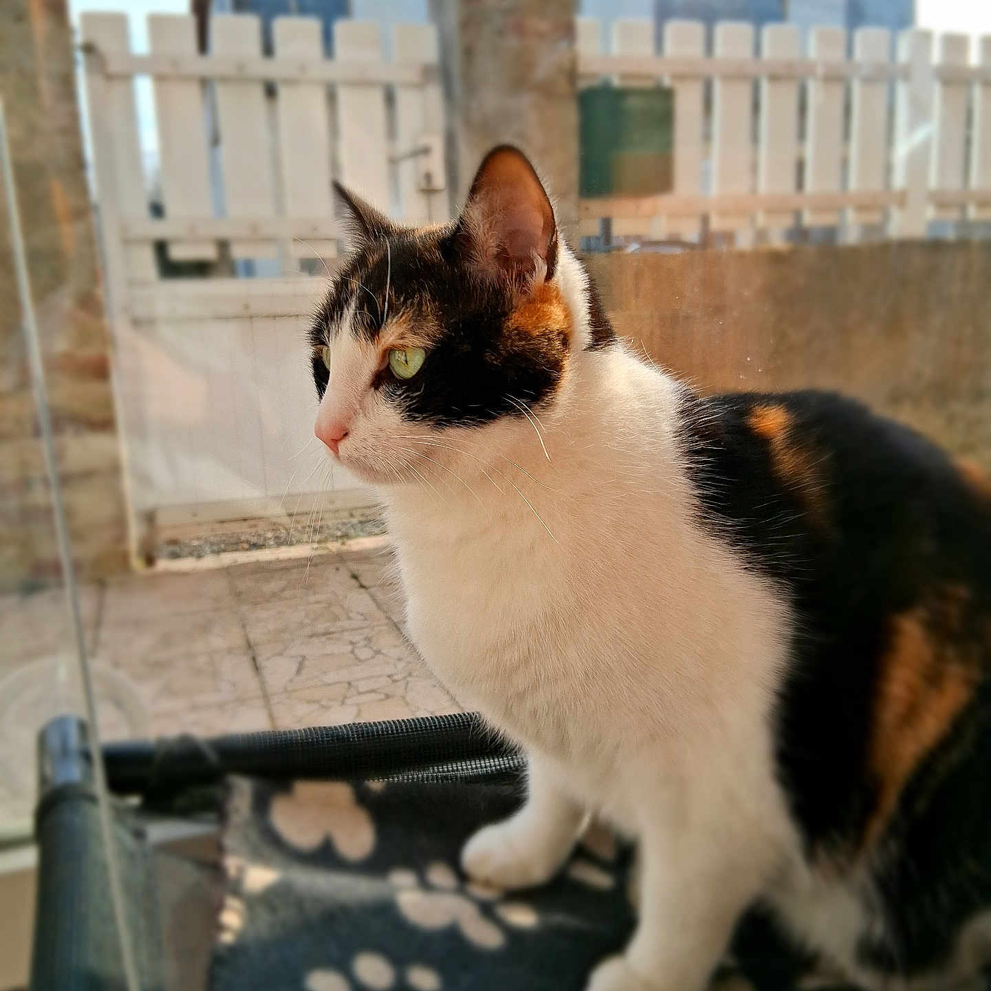 Plume participe au concours pour gagner de l'argent avec cette photo : abyssinian, accessories, animal, architecture, balcony, building, cat, fence, handrail, house, kitten, manx, pet, picket, plywood, railing, siamese, slate, strap, wood