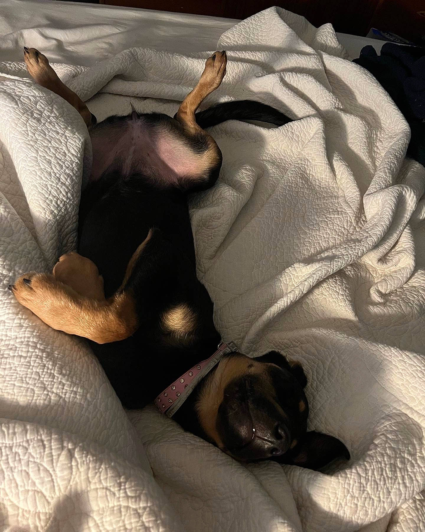 Bella joined the competition — help win amazing prizes! bedding, brown, canidae, carnivore, comfort, companion_dog, dog, dog_breed, fawn, felidae, fur, grey, linens, nap, room, small_to_medium_sized_cats, sporting_group, tail, tints_and_shades, whiskers