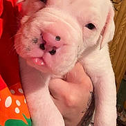 Seville is registered to the contest to win money with this photo: puppy, dog, white_dog, cute, sleepy, pet, animal, hand, tattoo, close_up, indoor, young, adorable, face, nose, tongue, fur, black_spot, holding, person