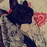 Trésor participe au concours pour gagner de l'argent avec cette photo : dog, french_bulldog, pet, animal, black_dog, bed, bedroom, blanket, pillow, stuffed_animal, plush_toy, cozy, sleeping, lying_down, indoors, portrait, close_up, wrinkles, cute, relaxed