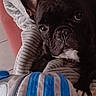 Trésor a rejoint le concours — aidez-le/la à gagner de superbes lots ! bed, black_dog, blanket, blue_blanket, close_up, cozy, cushion, dog, ears, eyes, french_bulldog, green_cushion, indoor, lying_down, pet, portrait, sleeping_area, snout, striped_blanket, wrinkles