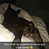 Trésor participe au concours pour gagner de l'argent avec cette photo : bed, bedroom, black_fur, blanket, brown_fur, dark, dog, french_text, funny, indoors, lying_down, night, pet, pillow, portrait_orientation, relaxed, resting, sleeping, text_overlay, white_bedding
