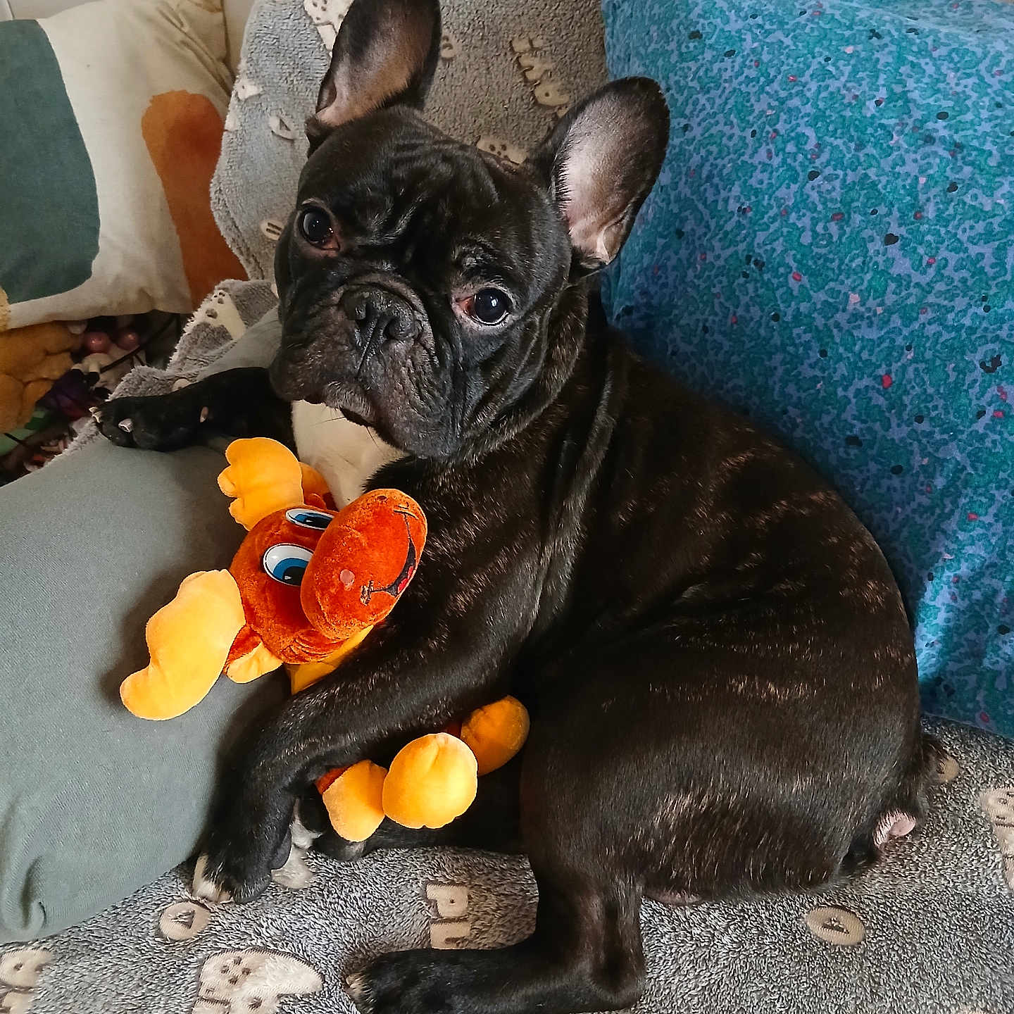 Trésor a rejoint le concours — aidez-le/la à gagner de superbes lots ! animal, black_dog, blanket, couch, cozy, cuddling, cute, dog, ears, french_bulldog, home, indoor, orange_toy, pet, pillows, plush_toy, portrait, short_snout, sitting, sofa