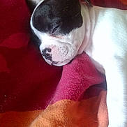 Texas participe au concours pour gagner de l'argent avec cette photo : animal, bed, black_and_white, blanket, closed_eyes, cozy, cute, dog, face, floppy_ears, indoors, nose, paws, pet, portrait, puppy, resting, short_hair, sleeping, small_dog