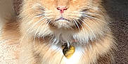 Lewis is registered to the contest to win money with this photo: cat, orange_tabby, blue_eyes, fluffy_fur, white_paws, carpet, staircase, sunlight, pet_collar, heart_shaped_tag, indoor, portrait, feline, animal, cute, domestic_cat, sitting, close_up, whiskers, relaxed