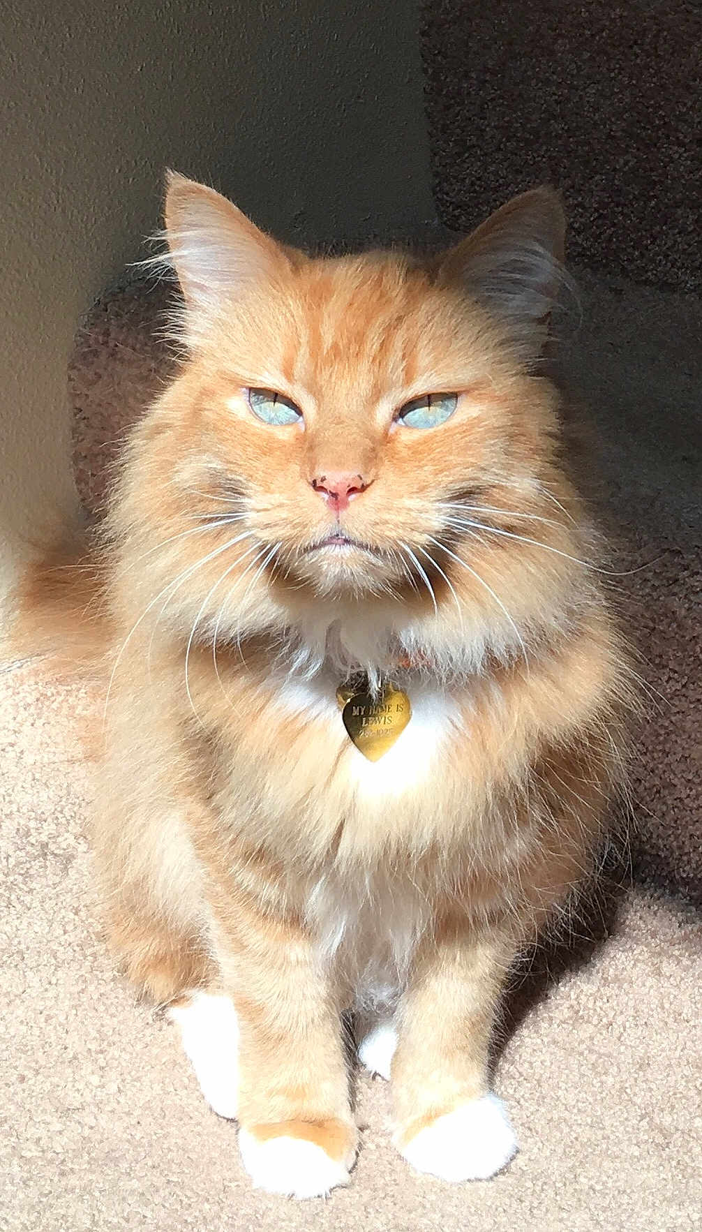 Lewis is registered to the contest to win money with this photo: cat, orange_tabby, blue_eyes, fluffy_fur, white_paws, carpet, staircase, sunlight, pet_collar, heart_shaped_tag, indoor, portrait, feline, animal, cute, domestic_cat, sitting, close_up, whiskers, relaxed