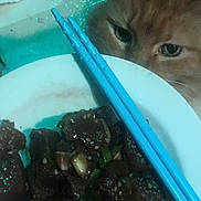 Lewis joined the competition — help win amazing prizes! cat, food, plate, chopsticks, curious, pet, table, dining, meal, indoor, orange_cat, closeup, animal, eyes, looking, kitchen, blue, background, gourmet, snack
