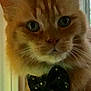 Lewis is registered to the contest to win money with this photo: cat, ginger_cat, close_up, bow_tie, pet, animal, feline, portrait, indoor, whiskers, ears, eyes, fur, cute, domestic_cat, accessory, calm, looking_at_camera, soft_light, blurred_background