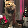 Lewis is registered to the contest to win money with this photo: cat, orange_cat, bow_tie, wine_glass, wine_bottle, rose, glass_bowl, table, indoor, decor, pet, feline, animal, drink, flower, leaf, still_life, soft_lighting, cozy, elegant