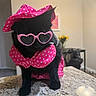 cat, black_cat, pink_hat, pink_sunglasses, heart_shaped_glasses, polka_dot, costume, pet, indoor, granite_countertop, feline, accessory, cute, animal, domestic_animal, portrait, table, home, fashion, sitting