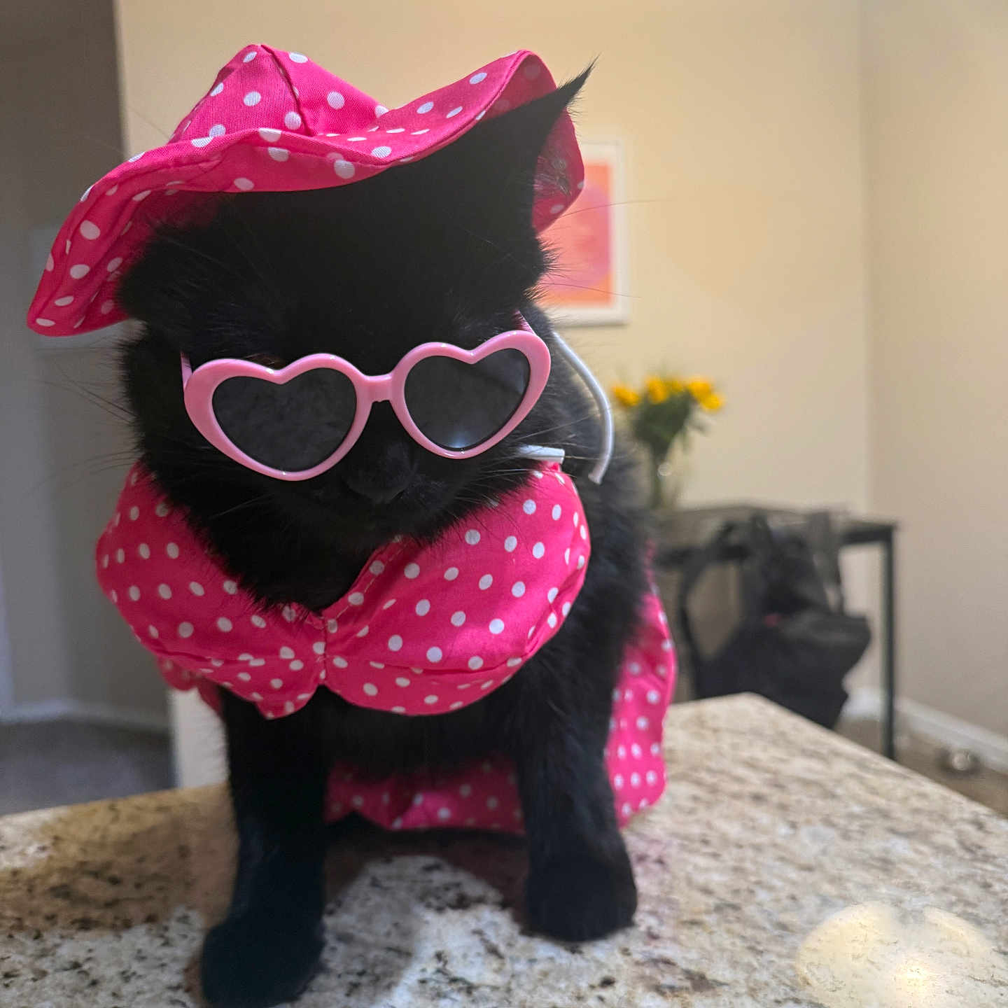 Braxy joined the competition — help win amazing prizes! cat, black_cat, pink_hat, pink_sunglasses, heart_shaped_glasses, polka_dot, costume, pet, indoor, granite_countertop, feline, accessory, cute, animal, domestic_animal, portrait, table, home, fashion, sitting