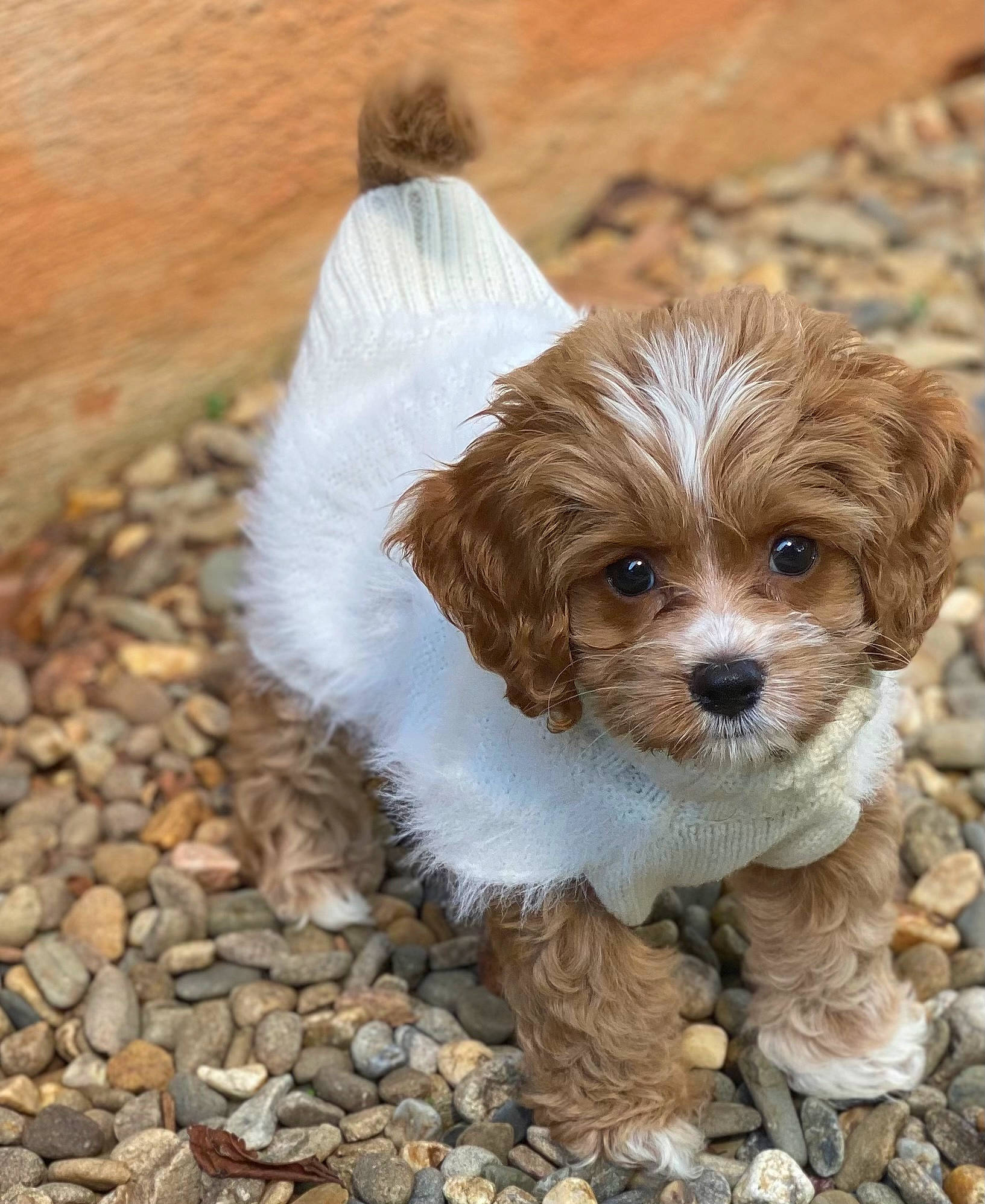 Hemi Lou Edwards joined the competition — help win amazing prizes! biewer_terrier, canidae, carnivore, companion_dog, dog, dog_breed, fawn, fur, grass, liver, plant, small_terrier, snout, soil, sporting_group, terrestrial_animal, terrier, toy_dog, whiskers, working_animal