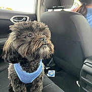 Icee is registered to the contest to win money with this photo: dog, black_dog, pet, car_interior, backseat, harness, furry, small_dog, curious, vehicle, travel, window, seat, human, person, hairstyle, side_view, daylight, domestic_animal, companion