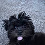 Icee is registered to the contest to win money with this photo: dog, black_dog, pet, carpet, tongue_out, close_up, fluffy, cute, playful, animal, indoor, fur, canine, tongue, face, expression, laying_down, blurry, household, mischievous