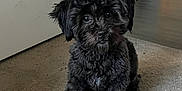 Icee is registered to the contest to win money with this photo: puppy, dog, black_fur, curly_fur, carpet, indoor, pet, cute, small_dog, floor, looking_up, home_interior, laundry_basket, baby_gate, fur, animal, pet_portrait, sitting, domestic, companion