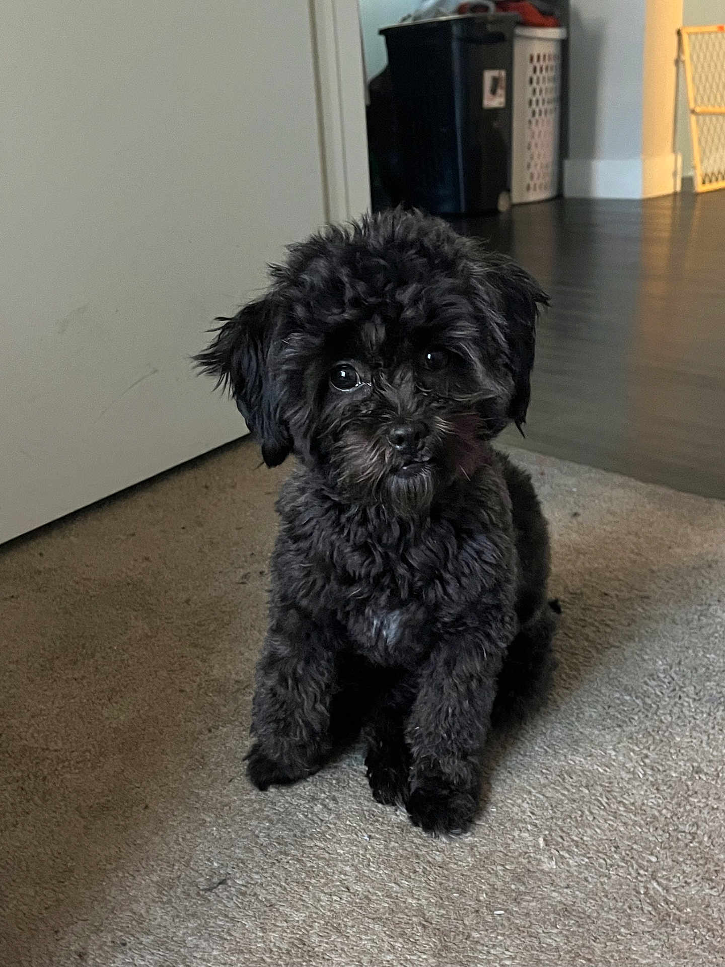 Icee is registered to the contest to win money with this photo: puppy, dog, black_fur, curly_fur, carpet, indoor, pet, cute, small_dog, floor, looking_up, home_interior, laundry_basket, baby_gate, fur, animal, pet_portrait, sitting, domestic, companion