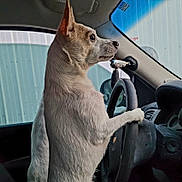 D.o.g joined the competition — help win amazing prizes! animal, canine, car, closeup, dashboard, daylight, dog, ears, focus, interior, looking, paw, pet, profile, seat, side_view, steering_wheel, vehicle, white_fur, window