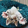 animal, blue_bed, cat, close_up, cozy, cute, fluffy, indoor, kitten, lying_down, paw_pads, paws, pet, playful, portrait, relaxed, tabby_markings, upside_down, whiskers, white_fur