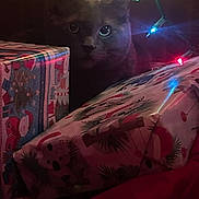 Machete joined the competition — help win amazing prizes! animal, cat, celebration, christmas_presents, christmas_theme, cozy, cute, dark_background, decorations, dim_lighting, ears, eyes, festive, holiday_lights, holiday_season, indoor, pet, red_fabric, shadow, wrapped_gifts